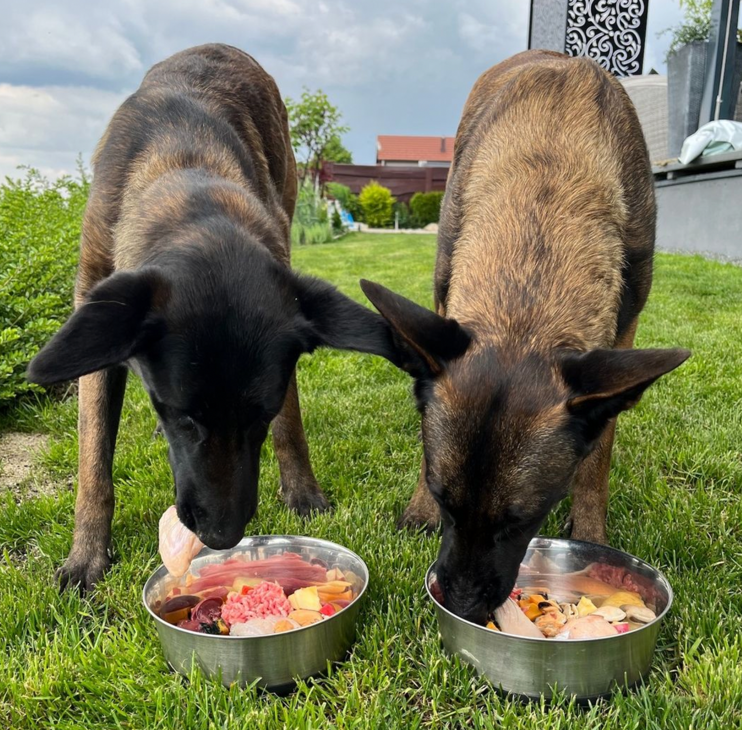 Photo inspiration: Gallery Detail: How Diet Affects Anxiety In Dogs