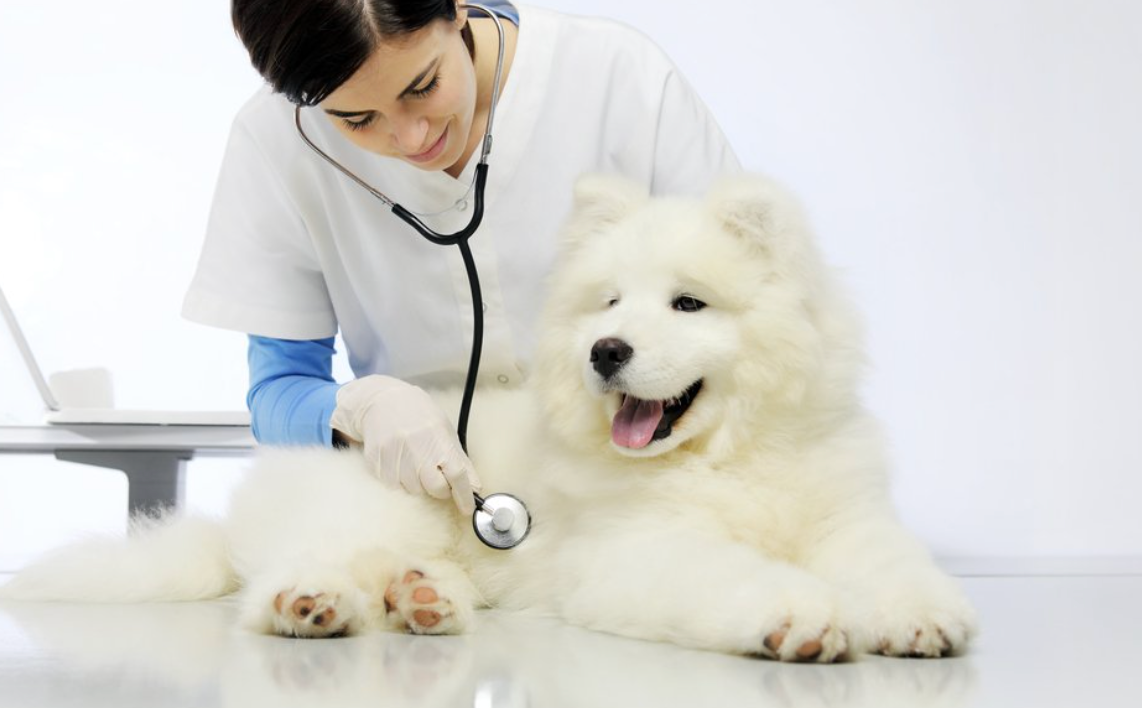 What are the top reasons for dogs visiting the vet? – Healthy Active Pet