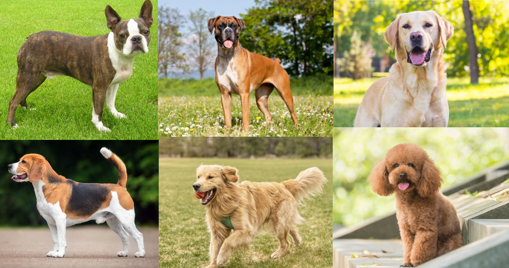 The best dog breeds for families