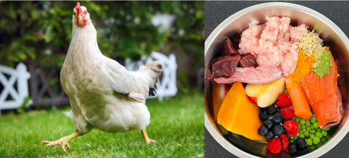 Why some dogs have chicken allergies