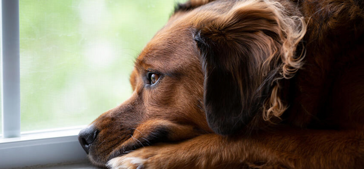 13 signs your dog is stressed, depressed or sad