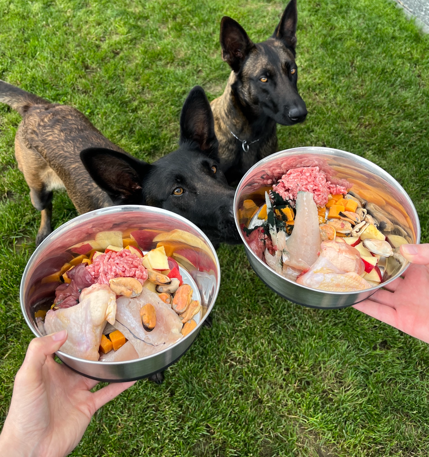 German shepherd eating raw clearance meat