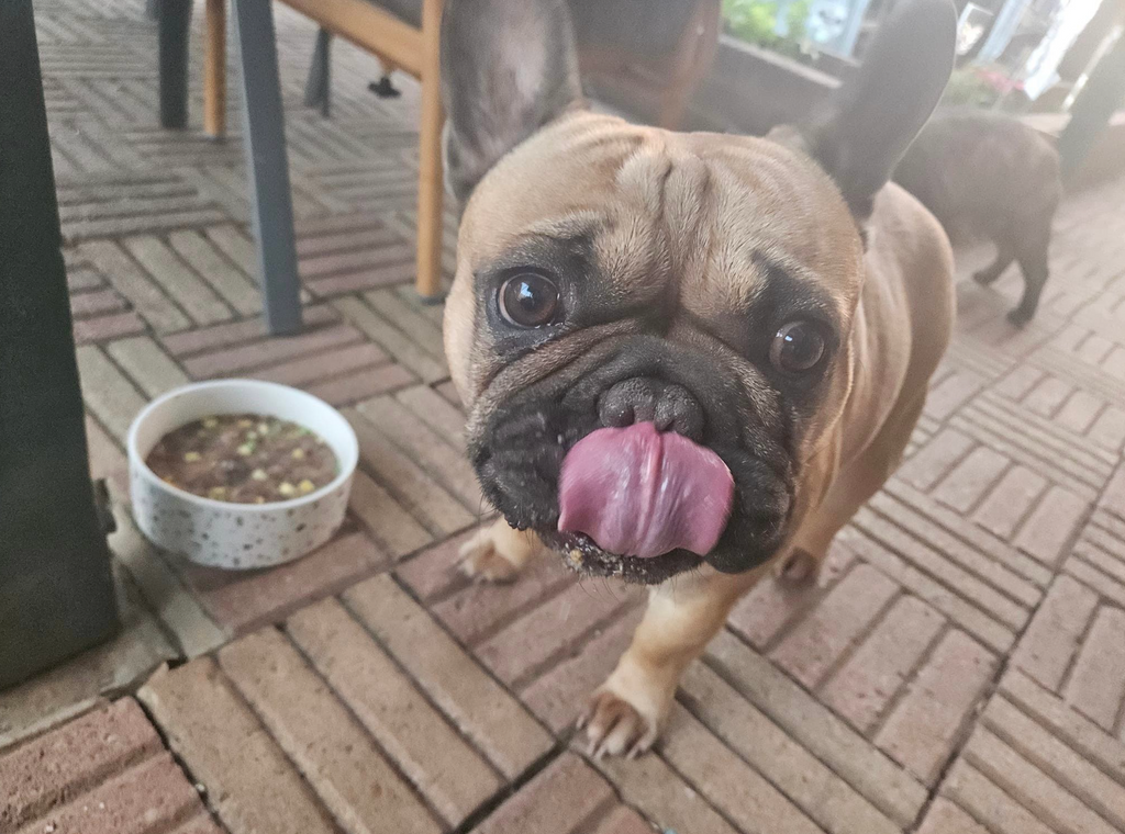 Meet Ricky the French Bulldog and see the dog food he eats
