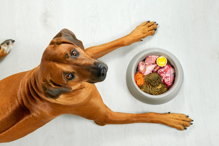 Health considerations for large breed dogs