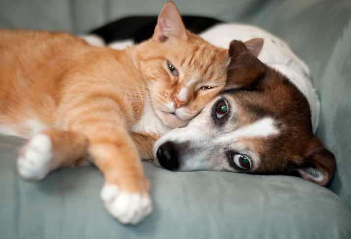Why good nutrition is so important for your cat and dog