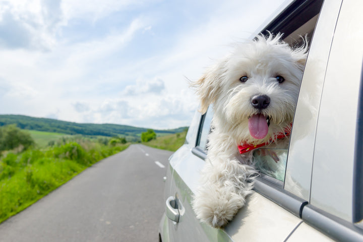 The best dog shampoos for itchy skin