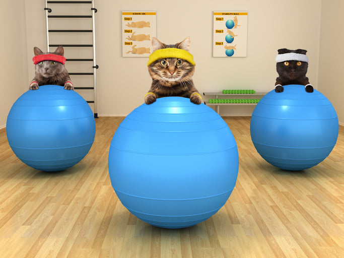 Is Exercise Important For Cats