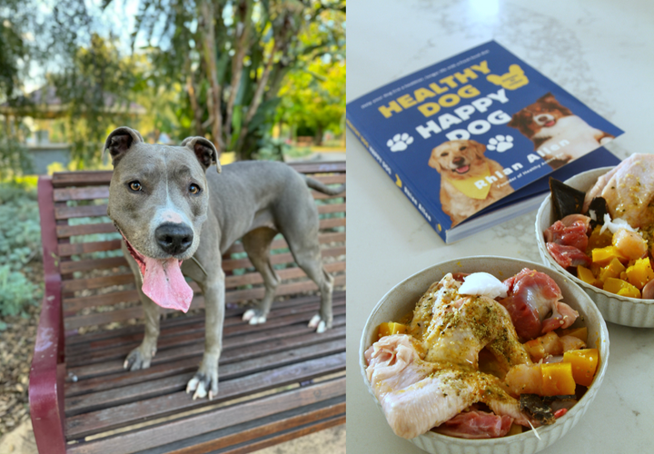 How owner transitioned from kibble to a raw dog food diet and what she learnt