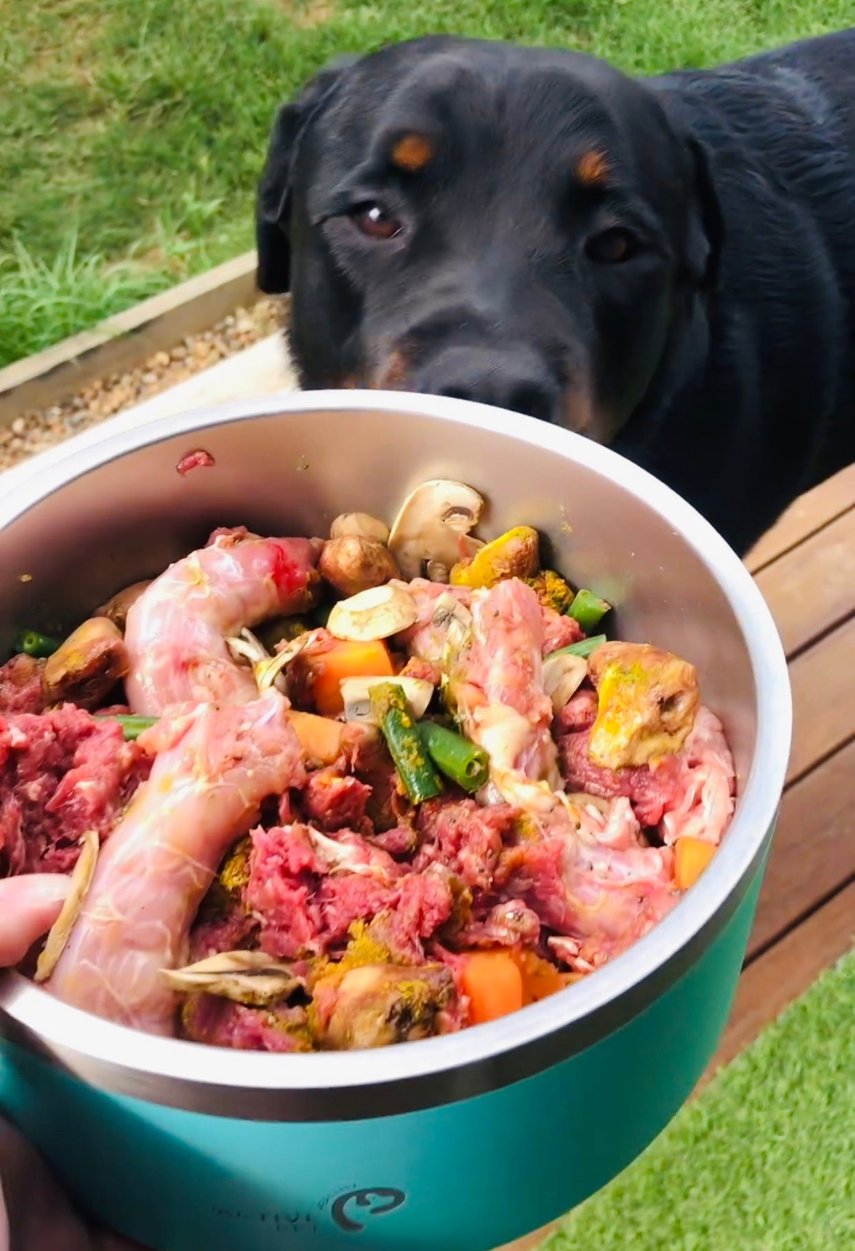 Feeding dog raw meat from store grocery store