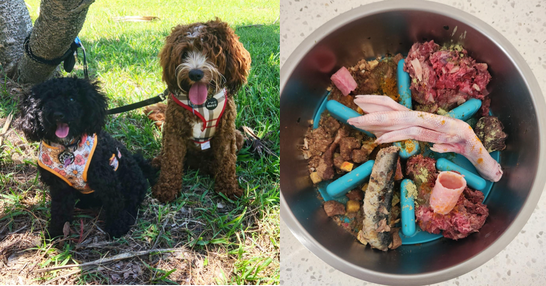 Dog owner shares why she switched to a raw food diet for dogs plus uses freeze dried dog food