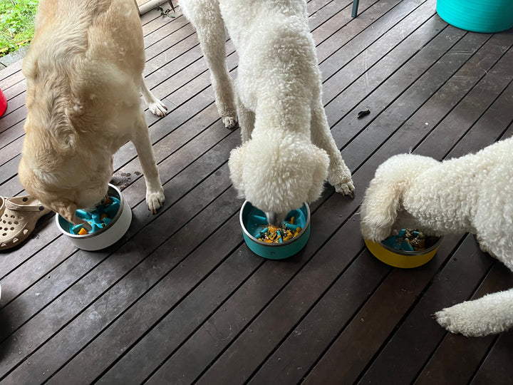 The solution to a raw food diet for dogs this owner discovered