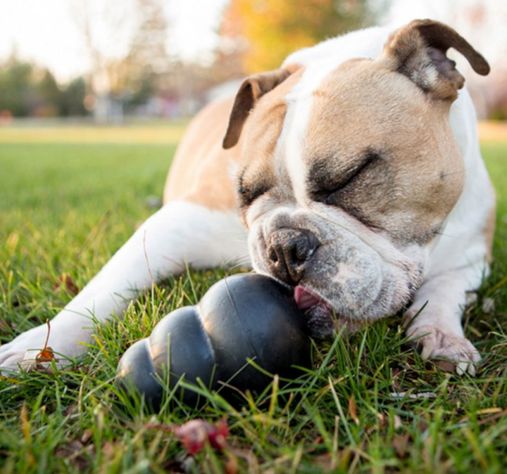 9 tough dog toys for dogs who like to chew