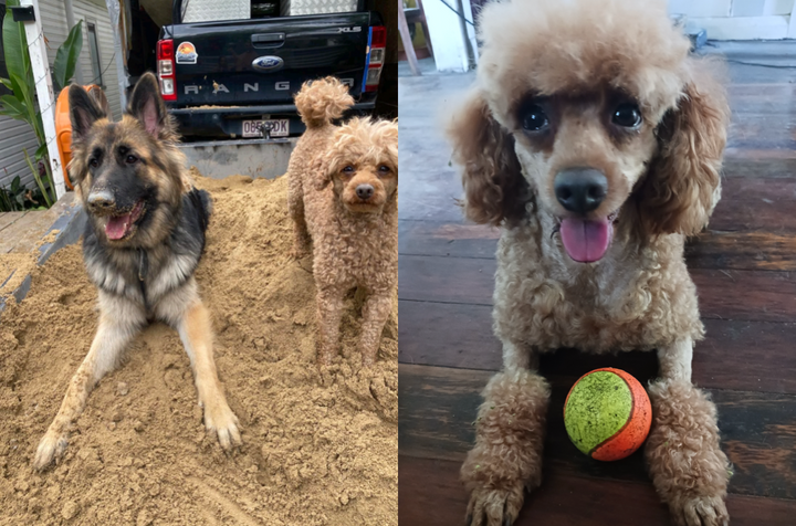 Meet the Toy Poodle & German Shepherd who are best mates