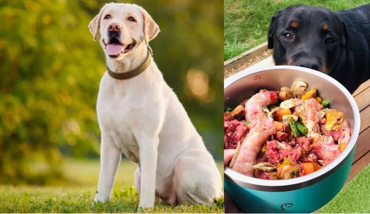 Weight loss for dogs and healthy dog food for weight loss