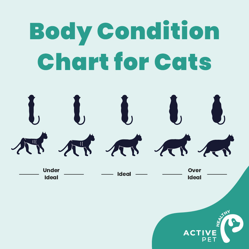 Cat Health & Wellness Healthy Active Pet