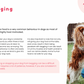 Dog Behaviour & Training Guide