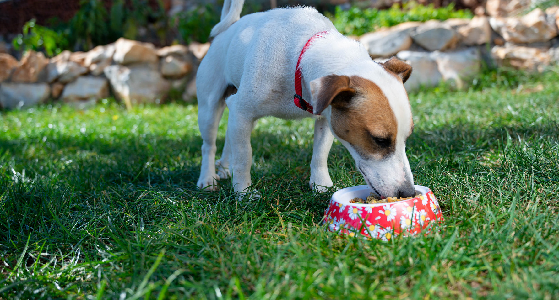 Dog Food & Accessories Healthy Active Pet