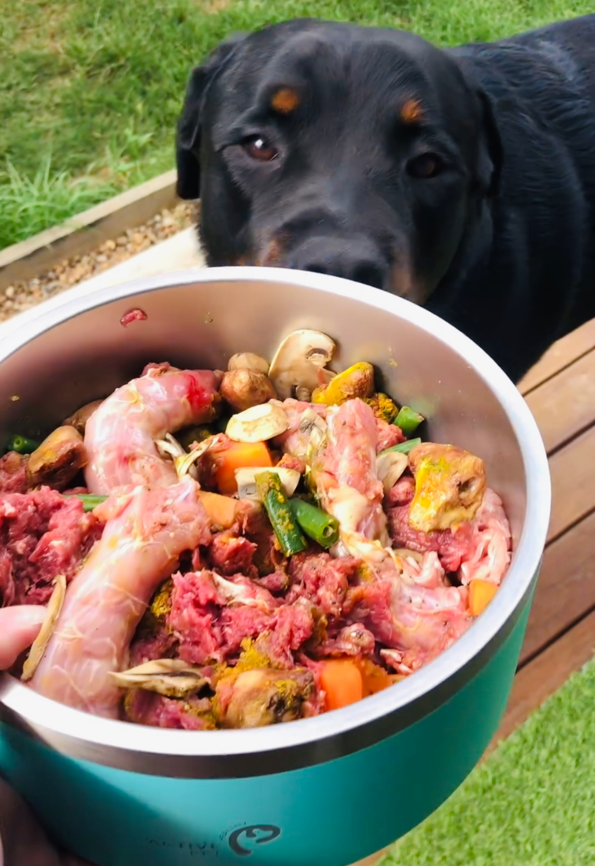 The Starter Guide To Raw Feeding Your Dog