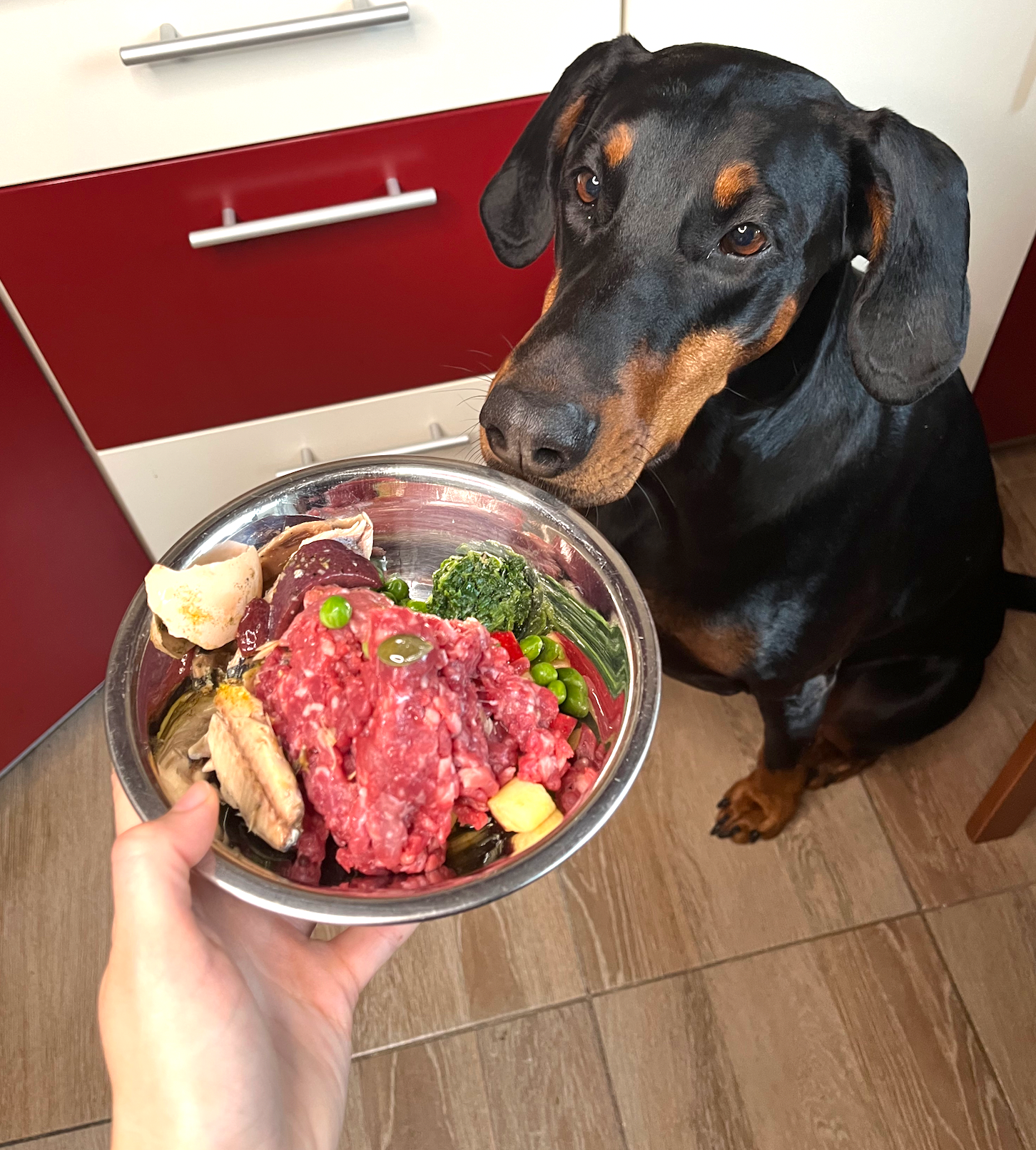 raw feeding dog food recipes